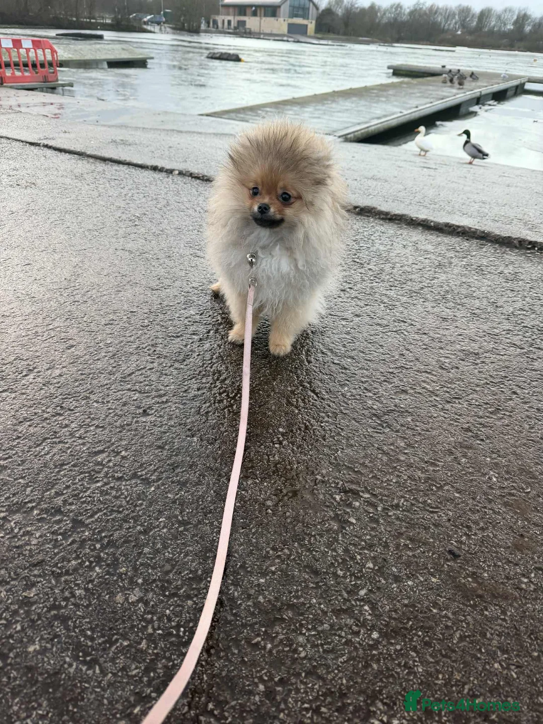Pomeranian dogs for sale: Russian bloodline pomeranian Kc registered  - Advert 32