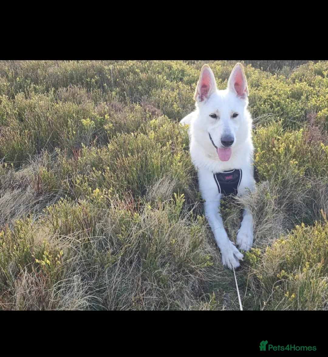 Mixed Breed dogs for adoption: ❤️🐶 ROXY – SOMETIMES GOOD DOGS JUST NEED in Northallerton - Advert 2