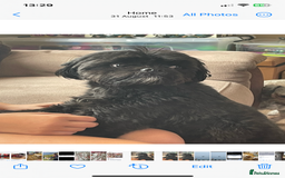 Shihpoo dogs for sale: Cuddly Male Shihpoo 3 years old - Image 4