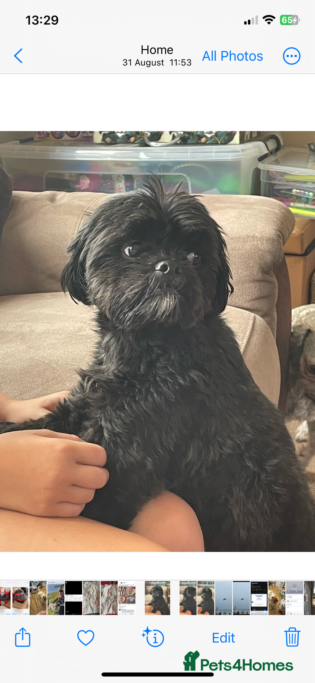 Shihpoo dogs for sale: Cuddly Male Shihpoo 3 years old - Image 4