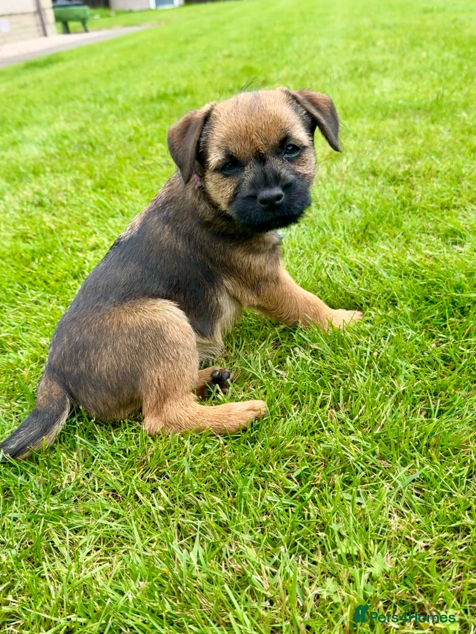 Border Terrier dogs 🔥READY NOW🔥Girl Border terrier pup  - Advert 1