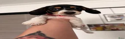 Dachshund dogs for sale: 4 adorable small dachshund girls available  - Advert 7