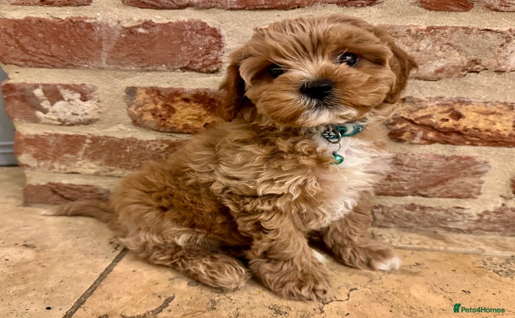 Cavapoo dogs Ready to leave - F1b male Cavapoo  - Advert 3