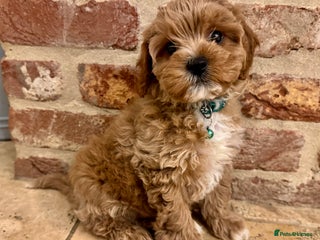 Cavapoo dogs Ready to leave - F1b male Cavapoo - Advert 3