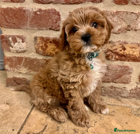 Cavapoo dogs Ready to leave - F1b male Cavapoo - Advert 3