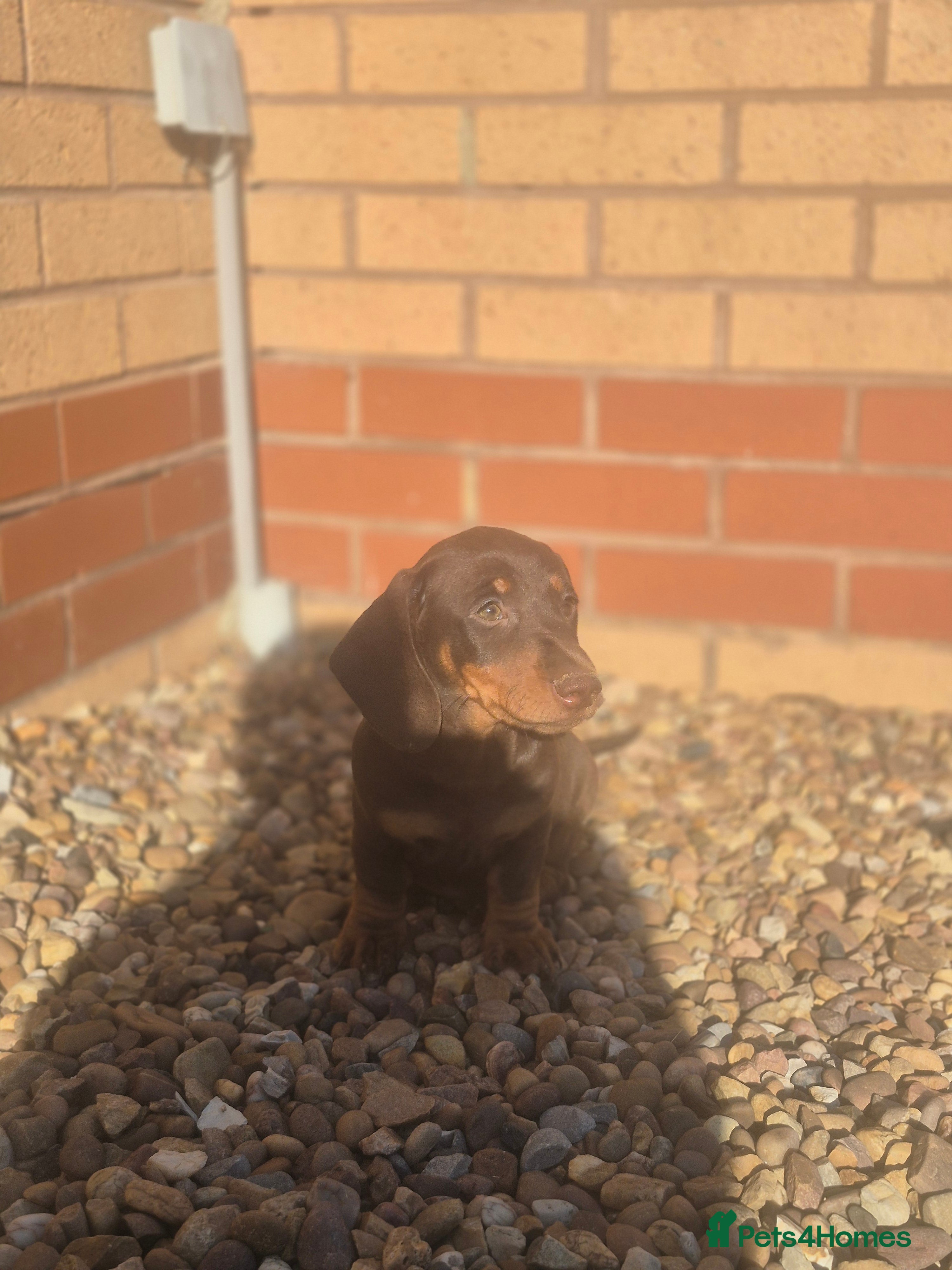 Dachshund dogs Chocolate & Tan Miniature Dachshund plus more - Advert 2