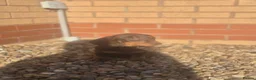 Dachshund dogs for sale: Chocolate & Tan Miniature Dachshund plus more - Advert 19
