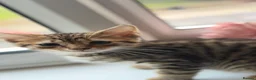 Domestic Shorthair cats for sale: Domestic Shorthair Tabby - Advert 26