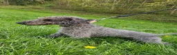 Mixed Breed dogs for sale: Whippet cross Bedlington Terrier  - Advert 6