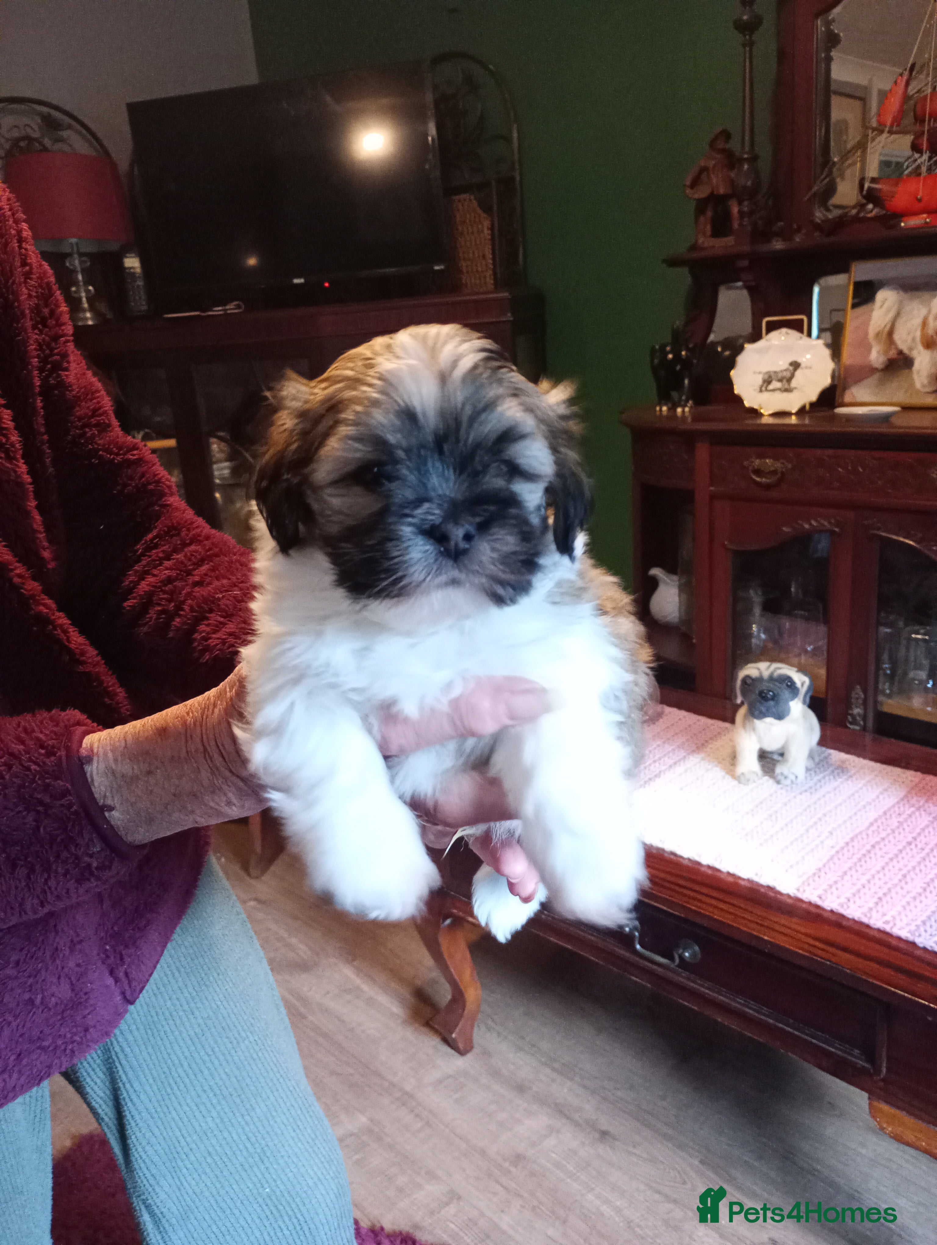 Lhasa Apso dogs LHASA APSO PUPPIES - Advert 2