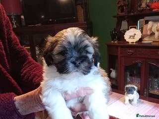 Lhasa Apso dogs LHASA APSO PUPPIES - Advert 3