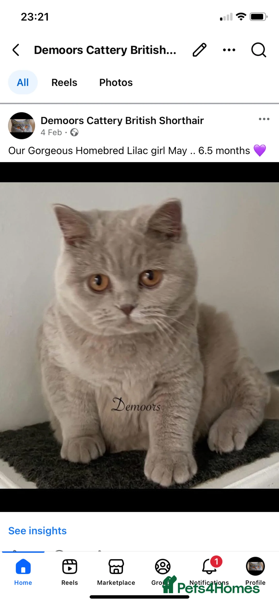 British Shorthair cats for sale: Older kittens for Rehome & Mum  - Advert 6