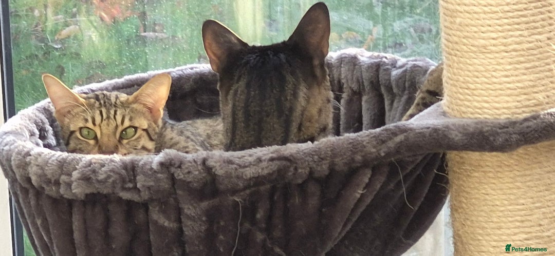 Savannah cats for sale: My Girl needs a new home - Advert 5