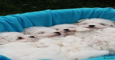 Maltese dogs - Advert 6