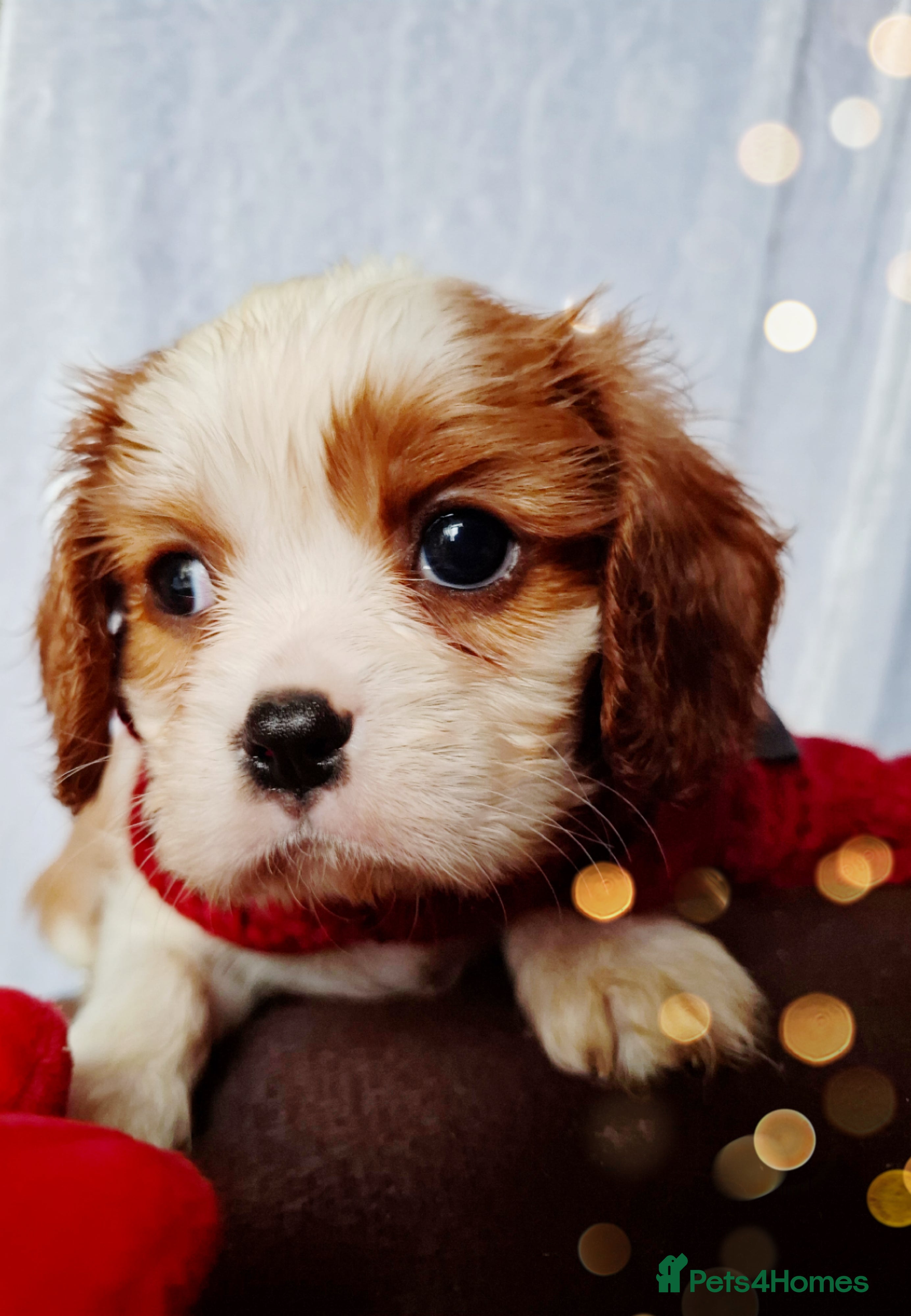 Cavalier King Charles Spaniel dogs KCC spaniels 1boy left health tested parents  - Advert 12