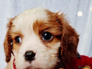 Cavalier King Charles Spaniel dogs KCC spaniels 1boy left health tested parents - Advert 12