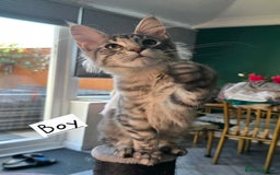 Maine Coon cats for sale: Large pedigree Tica Maine coon kittens READY  - Image 30
