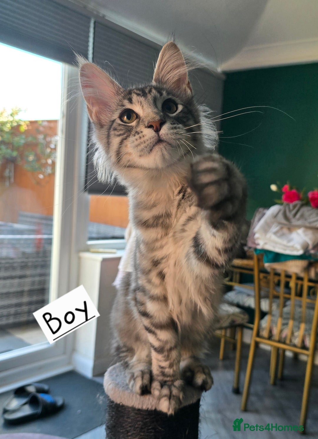 Maine Coon cats for sale: Large pedigree Tica Maine coon kittens READY  - Image 30