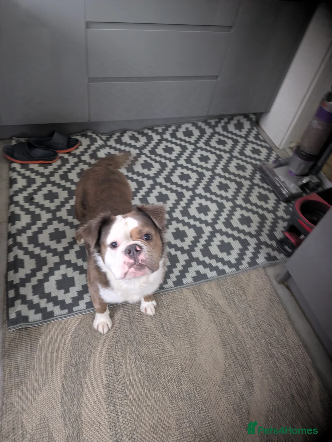 Old Tyme Bulldog dogs for sale: FOR SALE - Advert 2