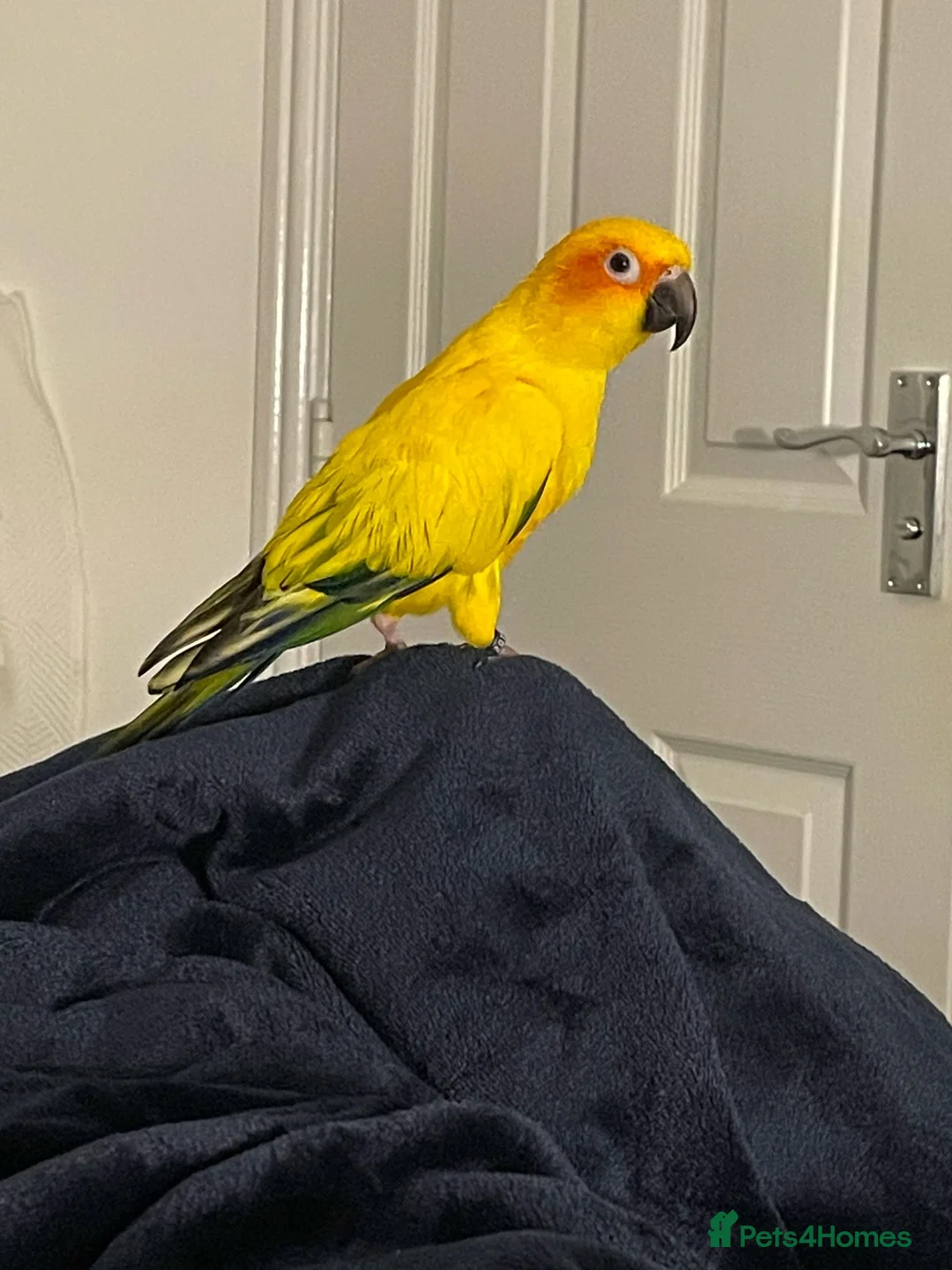 Conures birds for sale: Beautiful Sun Conure with Large Cage & Accessories - Advert 1