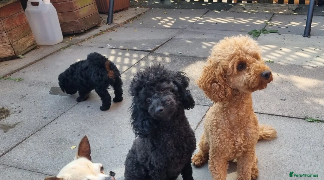 Toy Poodle dogs for sale: Toy poodle  puppies boy Kc  in Gateshead - Advert 2
