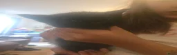 Mixed Breed cats for sale: 2 Black Male Kittens  in Winchester - Advert 2