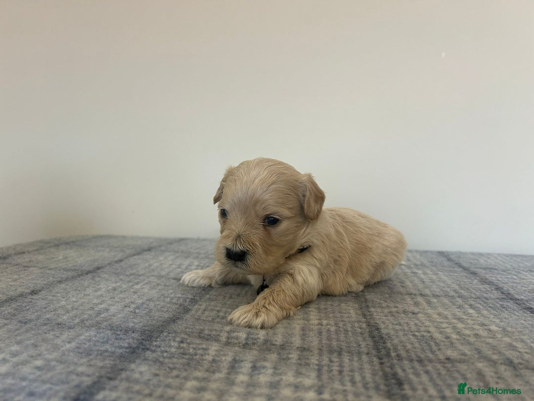 Maltipoo dogs for sale: Gorgeous f1 maltpoos health tested parents  - Image 13