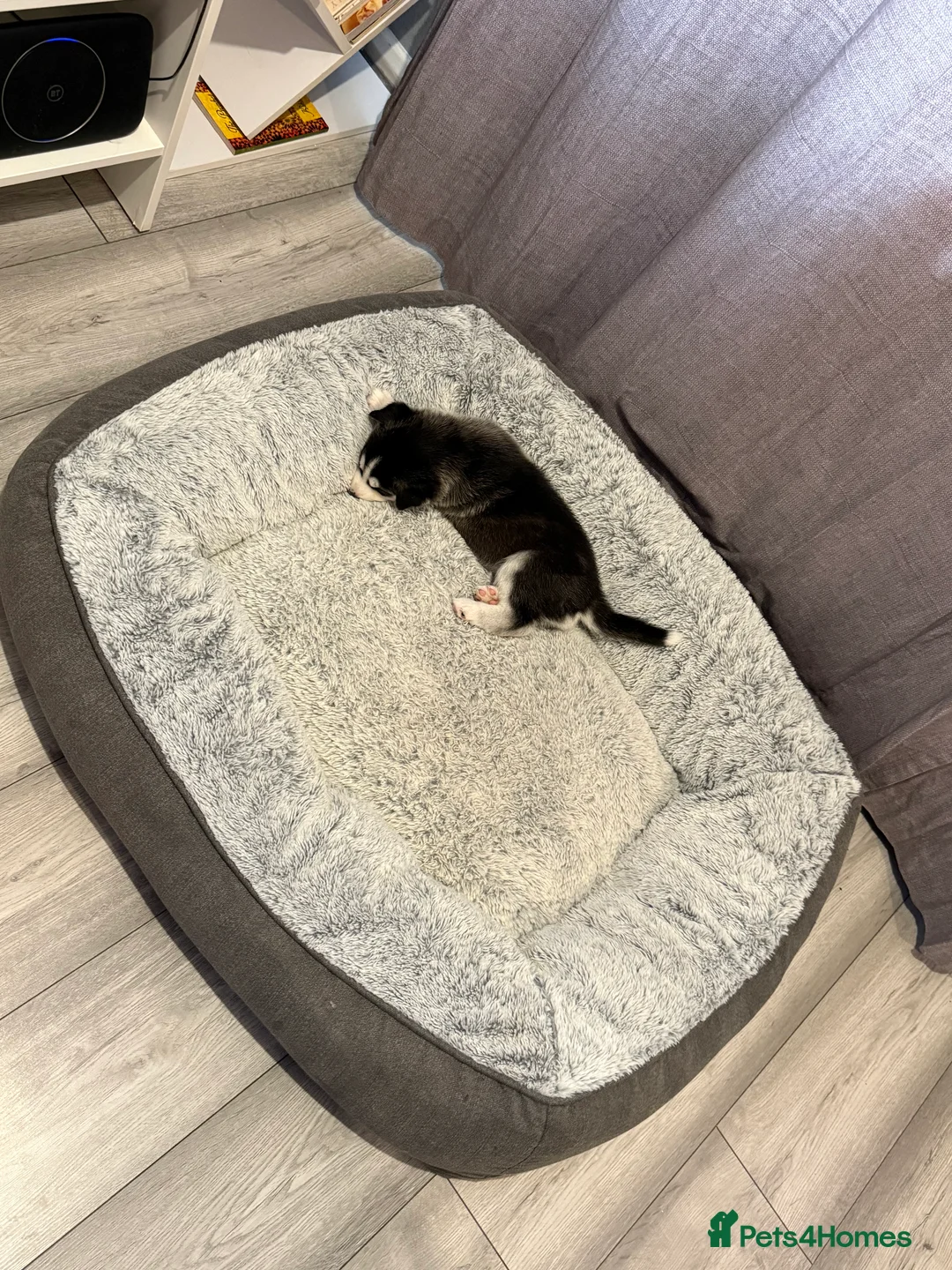 Siberian Husky dogs for sale: Gorgeous, Healthy & Fully Insured Siberian puppies in Stanmore - Advert 31