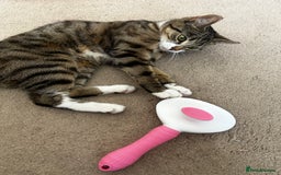 Bengal cats for sale: ****** for rehoming  - Image 3