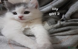 Siamese cats for sale: Bi colour blue and white kittens - Image 8