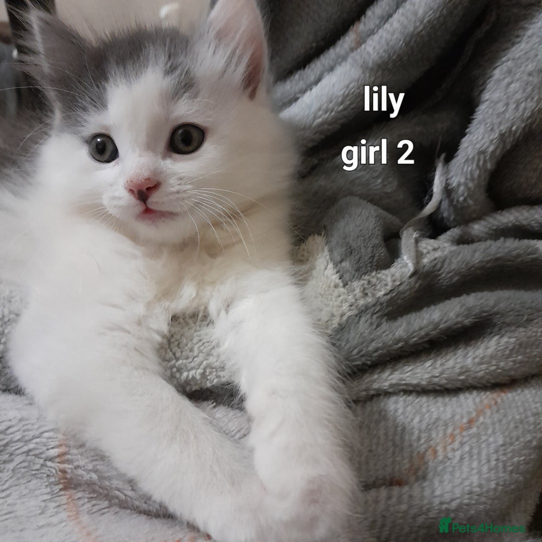Siamese cats for sale: Bi colour blue and white kittens - Image 8