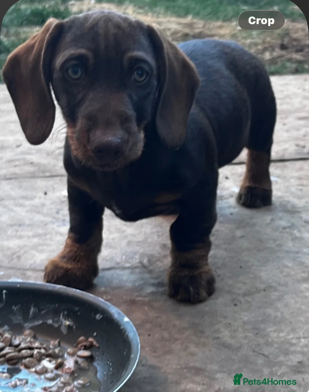 Dachshund dogs for sale: Stunning Solid Blue & Choc & Tan Dachshunds  - Advert 2