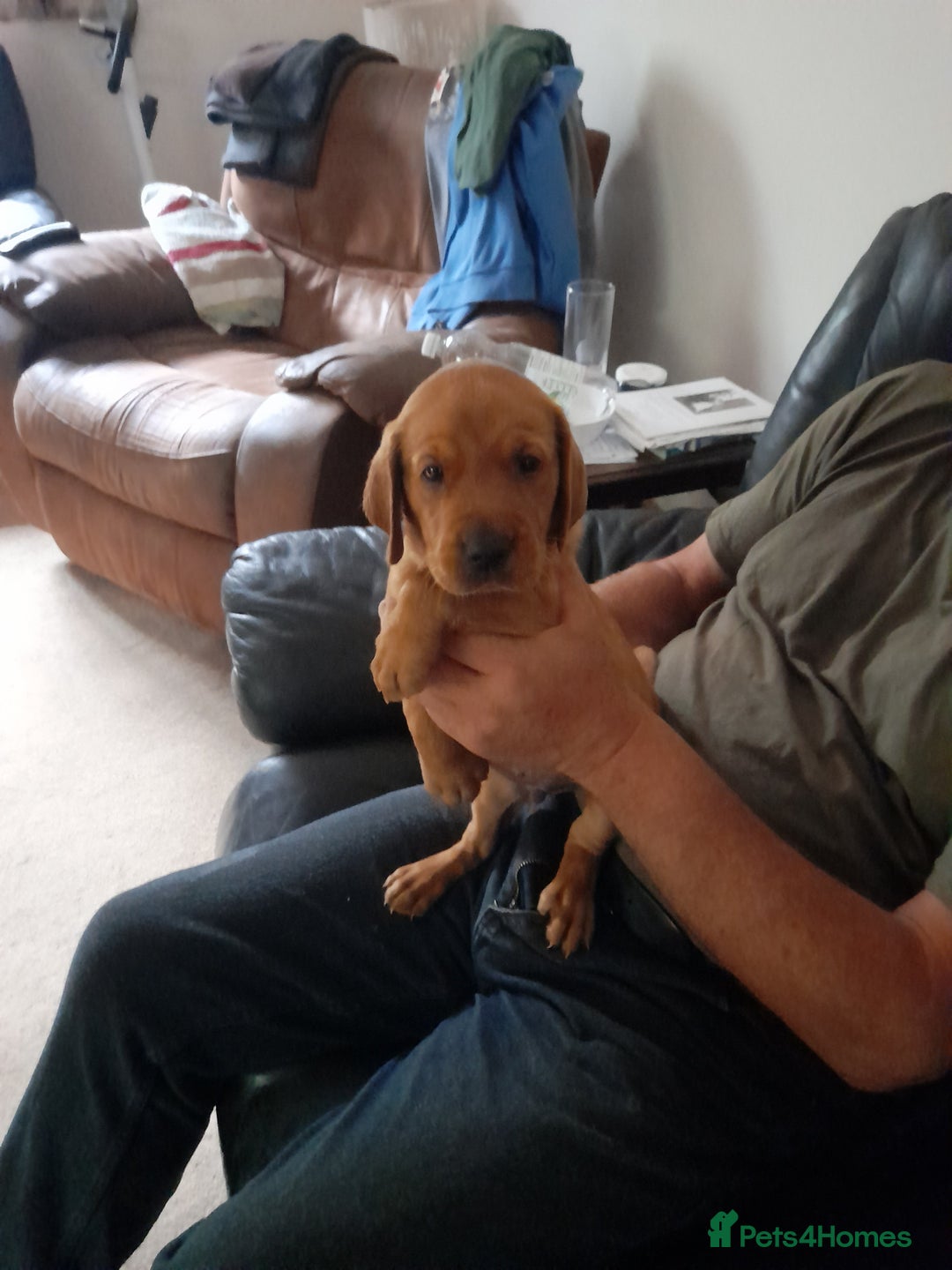Labrador Retriever dogs for sale: K.CRegistered Ladrador Puppies  - Image 4