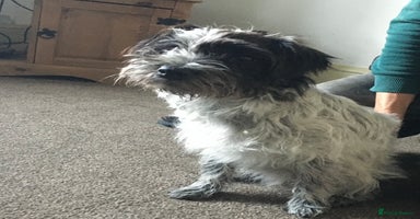 Mixed Breed dogs - Advert 13