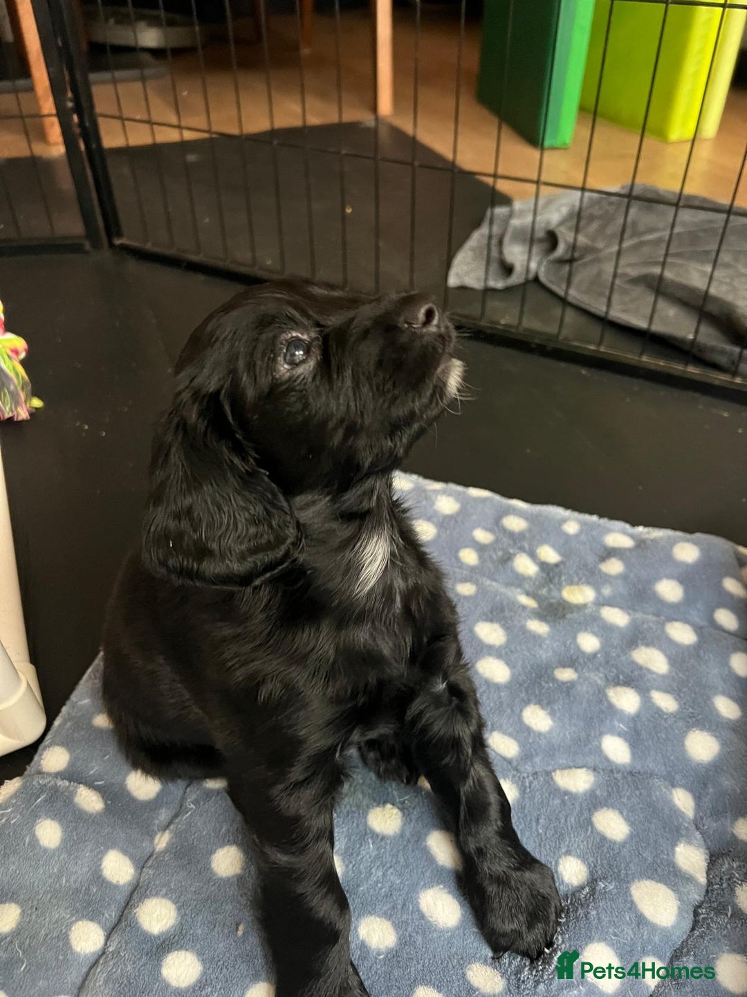 Cockapoo dogs for sale: Exceptional cockapoo pups- 1 Boy, 1 Girl left!! - Image 24