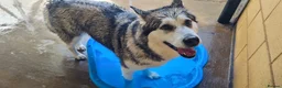 Alaskan Malamute dogs for adoption: Nymeria - Advert 4