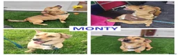 Mixed Breed dogs for adoption: Monty - 6 Years Old, Male, Terrier Mix - Advert 8