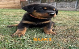 Rottweiler dogs for sale: Family bred and loved Rottweiller puppies - Image 21