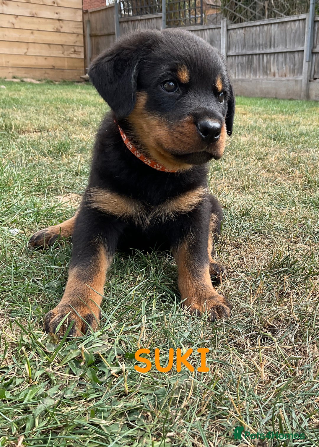 Rottweiler dogs for sale: Family bred and loved Rottweiller puppies - Image 21