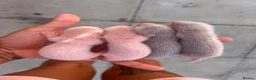 Ferret rodents for sale: 4 standard ferret kit Jills to be reserved - Advert 6