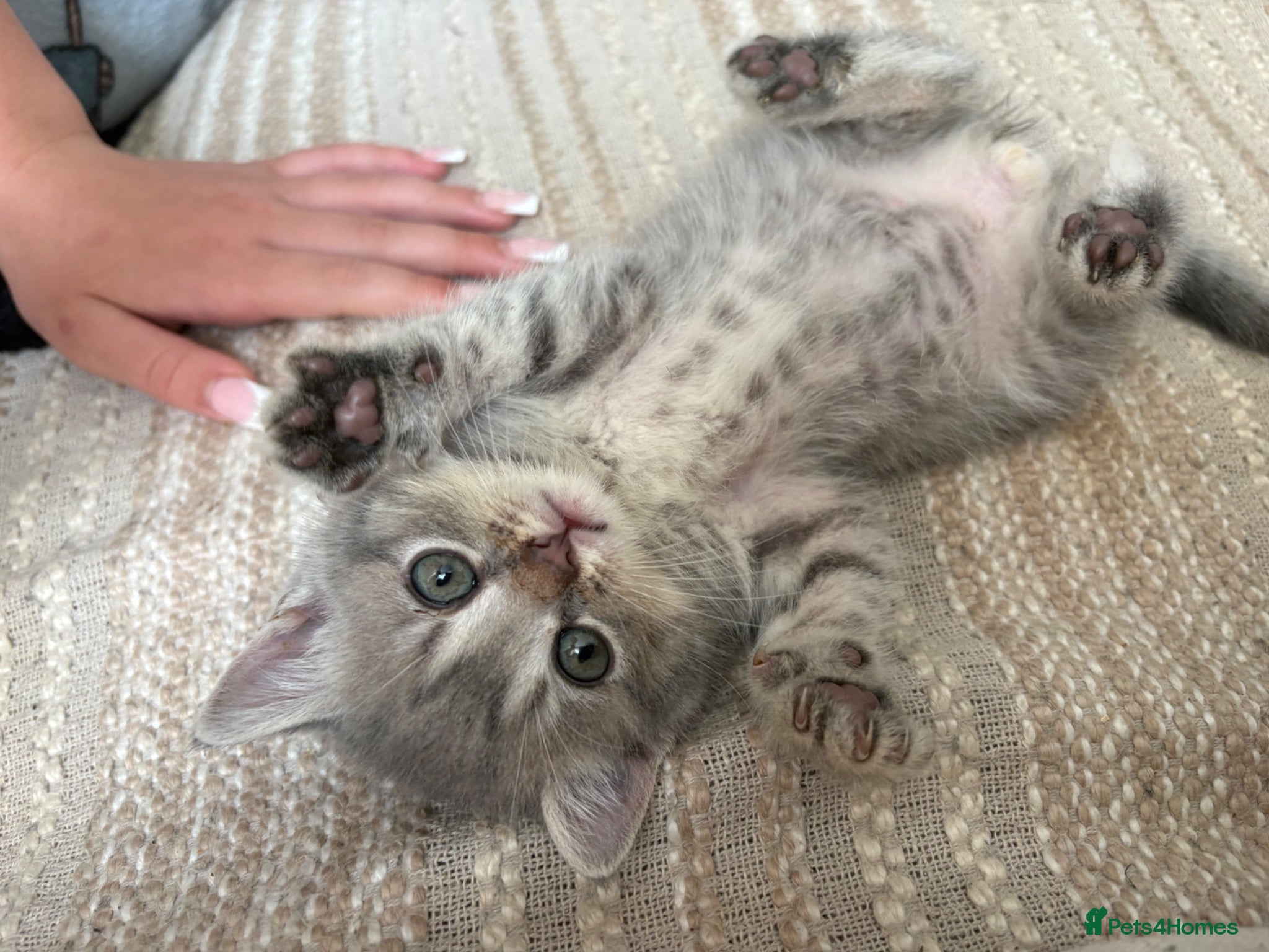 British Shorthair cats British short hair kittens  - Advert 1