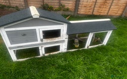 Guinea Pig rodents for sale: 2 female guinea pigs  - Image 2
