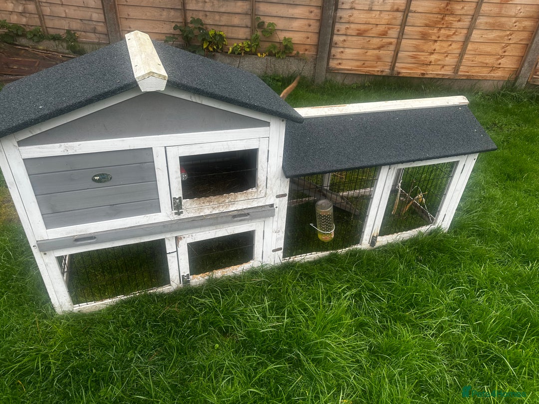 Guinea Pig rodents for sale: 2 female guinea pigs  - Image 2