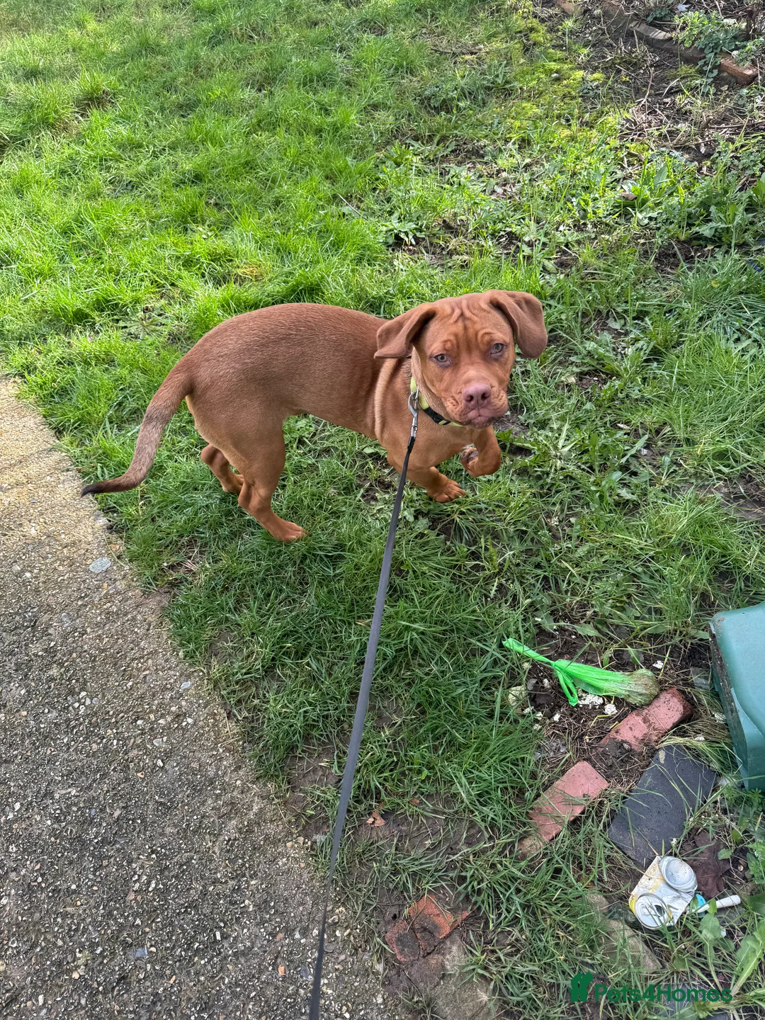 Dogue De Bordeaux dogs for sale: Dogue de bordeaux - Advert 2