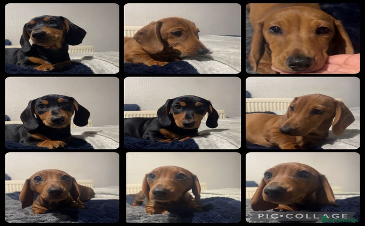 Miniature Dachshund dogs Ready to leave Miniature dachshunds cearphilly  - Advert 2
