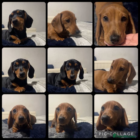 Miniature Dachshund dogs Ready to leave Miniature dachshunds cearphilly - Advert 2