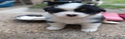 Australian Shepherd dogs for sale: Australian Shepherd  - Advert 34