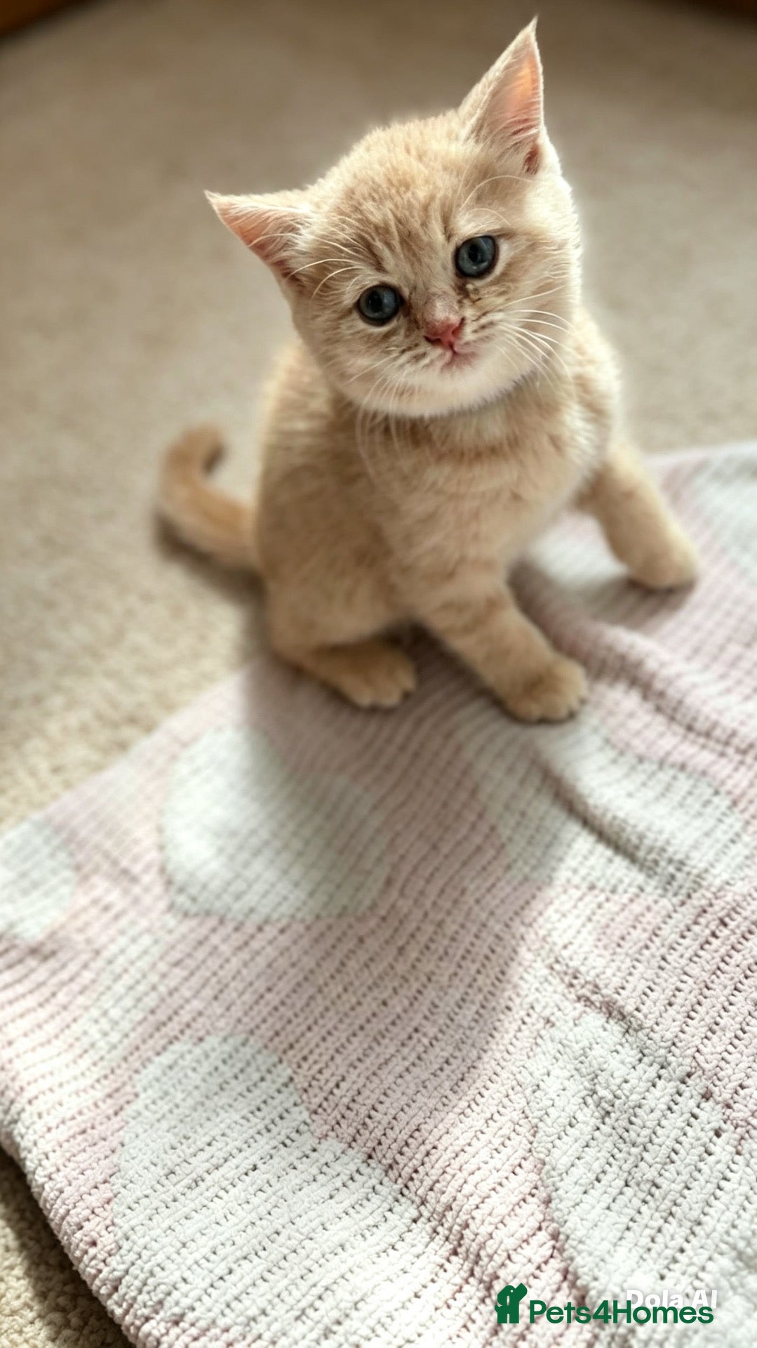 British Shorthair cats Britishshorthairs kittens  - Advert 9
