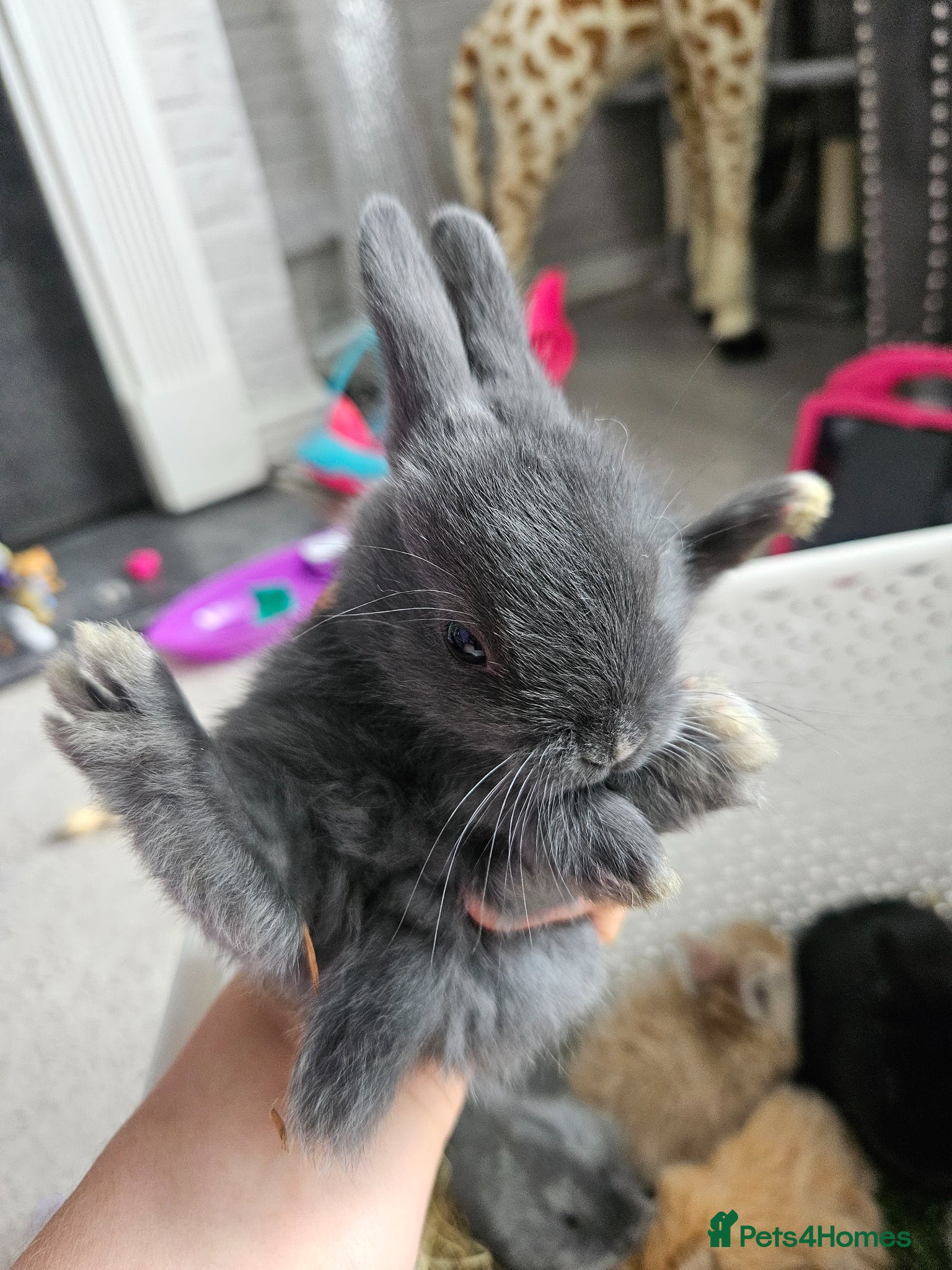 Mixed Breed rabbits for sale: Baby bunny's  - Advert 4