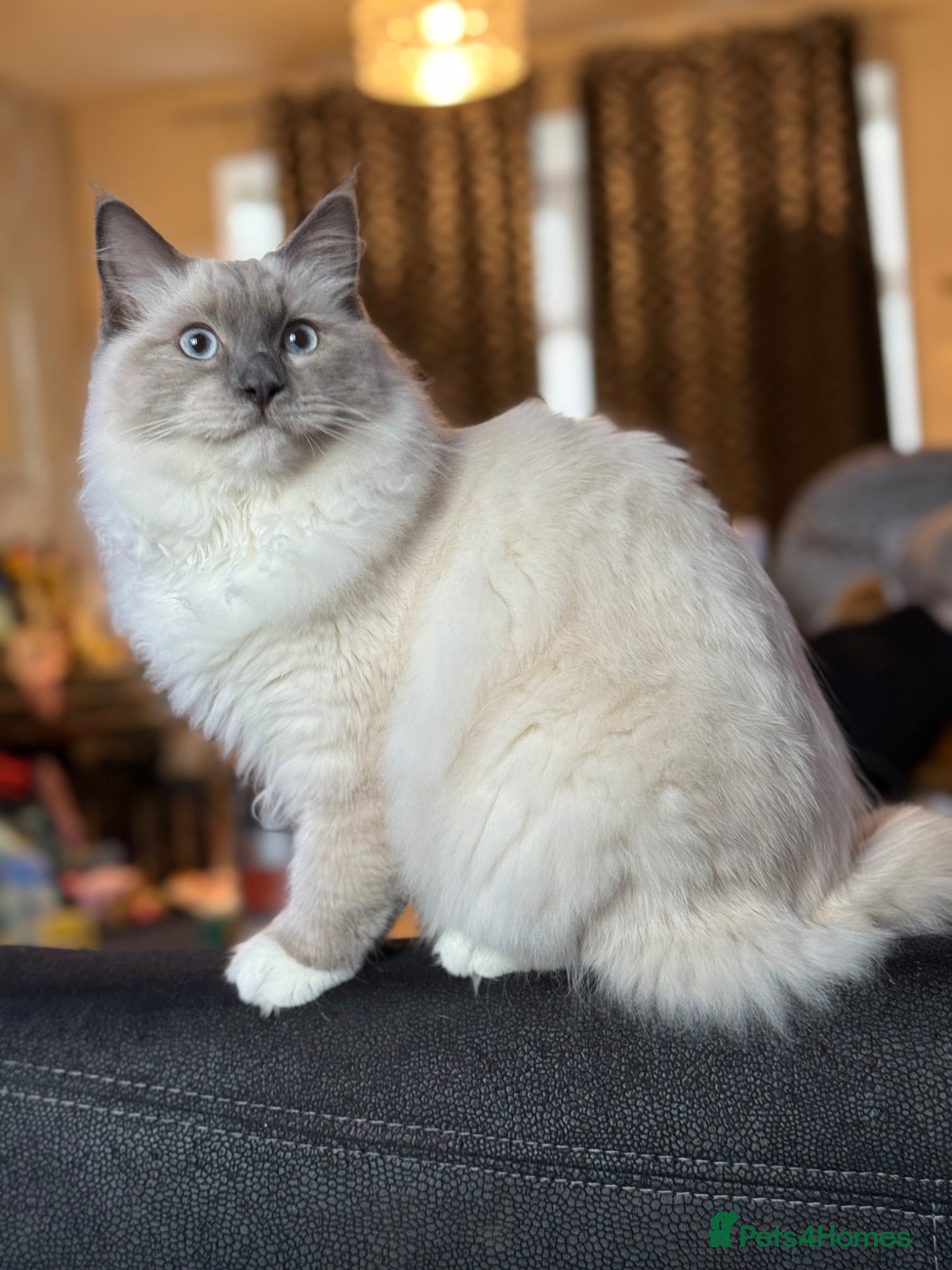 Ragdoll cats Stunning 10 month old  ragdoll boy - Advert 1